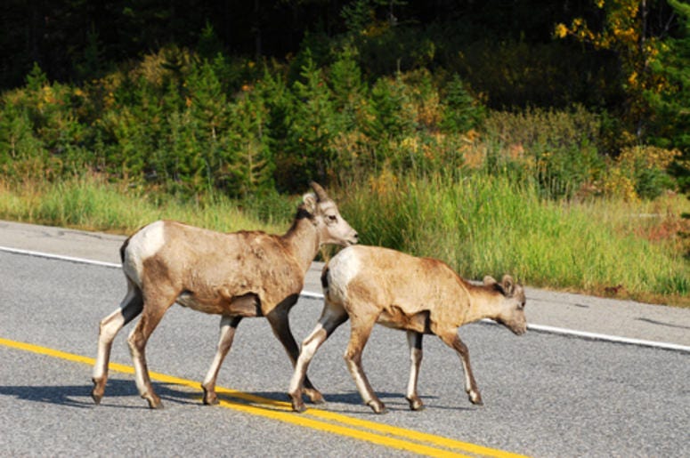 Goats on a highway