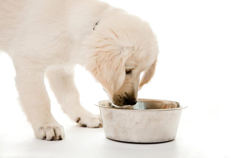 Golden Retriever Puppy Golden Retriever Puppy