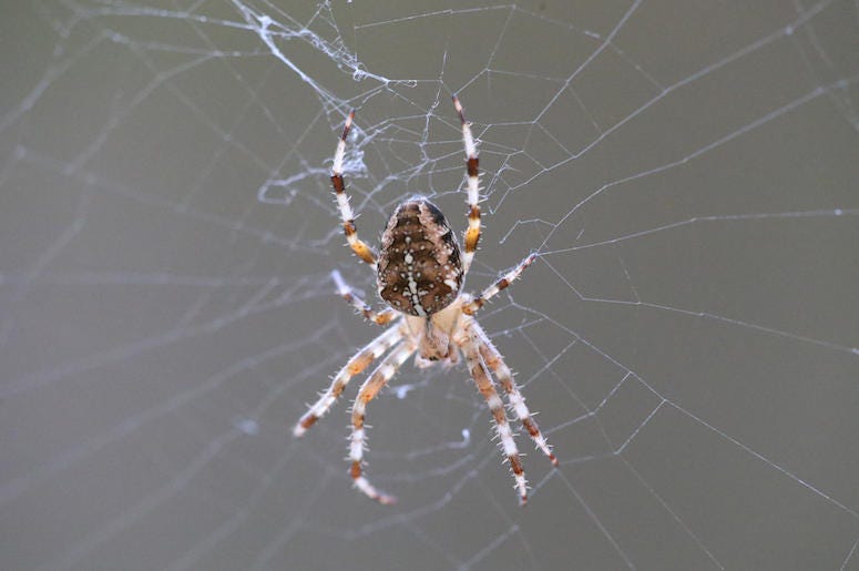 garden spider, good spider, bad spider, spider, texas, dfw, awful, terrifying