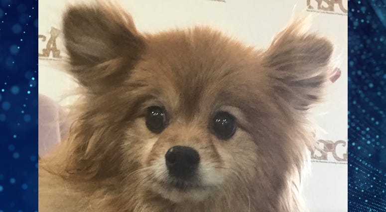 Pet Pick Of The Week Elton Pet Pick Of The Week Elton