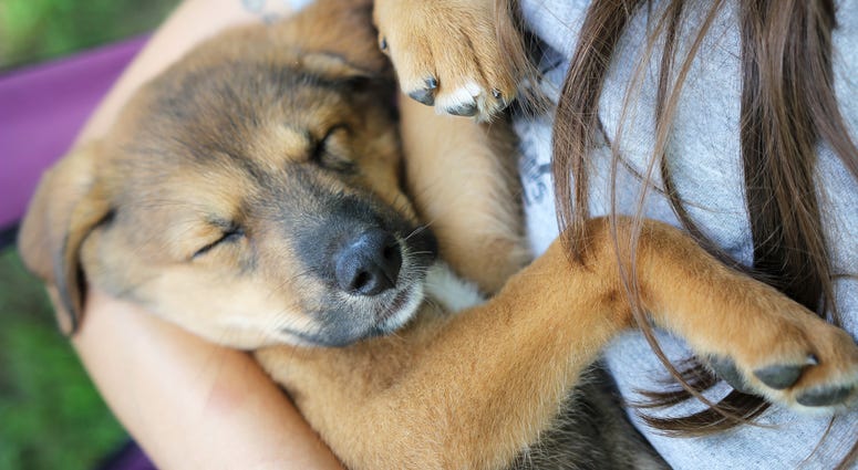 A new German Shepherd Dog, Husky mixed breed puppy is sleeping in her owner's arms.