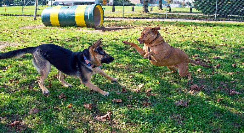 A German Shepherd and a Labrador mix at play in dog park in Central New Jersey