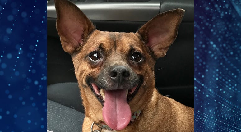 Neil Pet Of The Week Neil Pet Of The Week