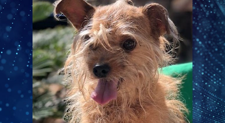 Pet Of The Week Andy Pet Of The Week Andy
