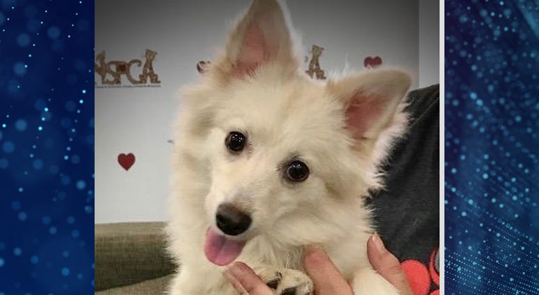 Pet Of The Week Atreyu Pet Of The Week Atreyu