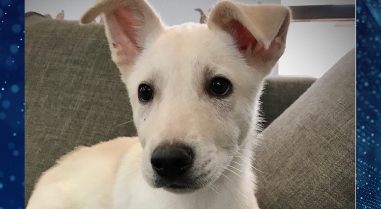 Pet Of The Week Bogey Pet Of The Week Bogey