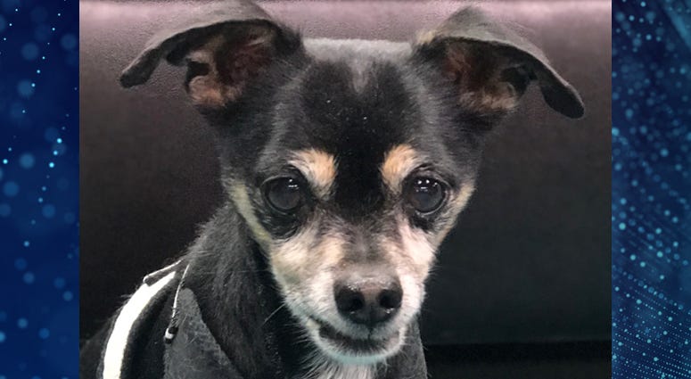 Pet Of The Week Chester Pet Of The Week Chester