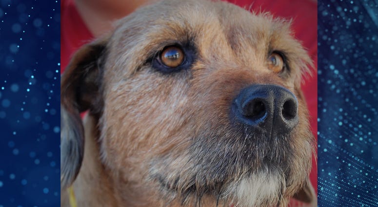 Pet Of The Week Cooper Pet Of The Week Cooper