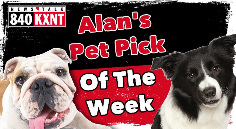 Pet Pick of the Week Pet Pick of the Week