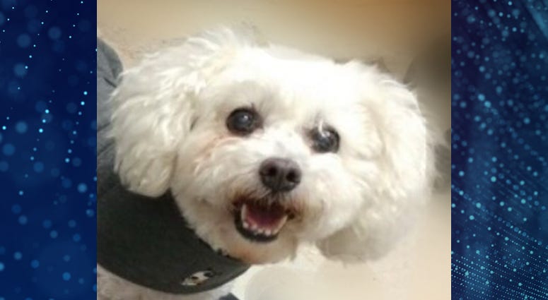 Pet Of The Week Daisy Pet Of The Week Daisy