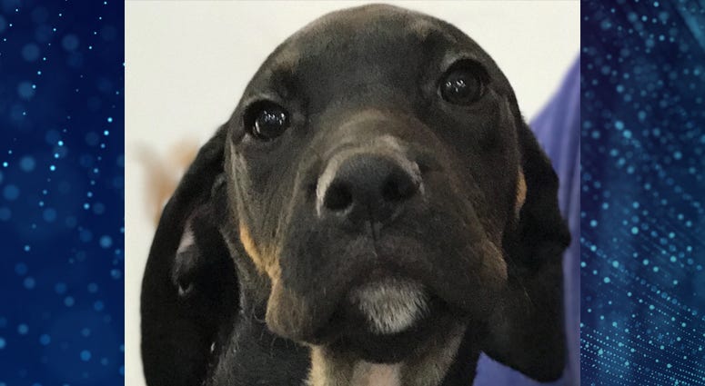 Pet Of The Week Flik Pet Of The Week Flik