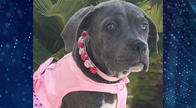 Pet Of The Week Georgia Pet Of The Week Georgia