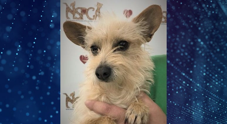 Pet Of The Week Kenny Pet Of The Week Kenny