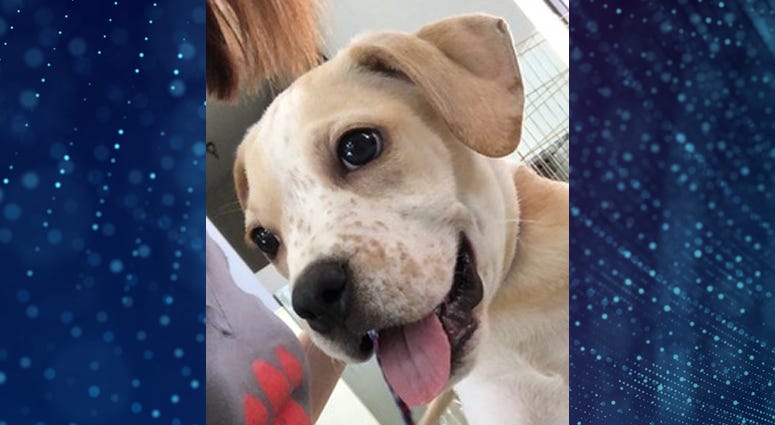 Pet Of The Week Latte Pet Of The Week Latte