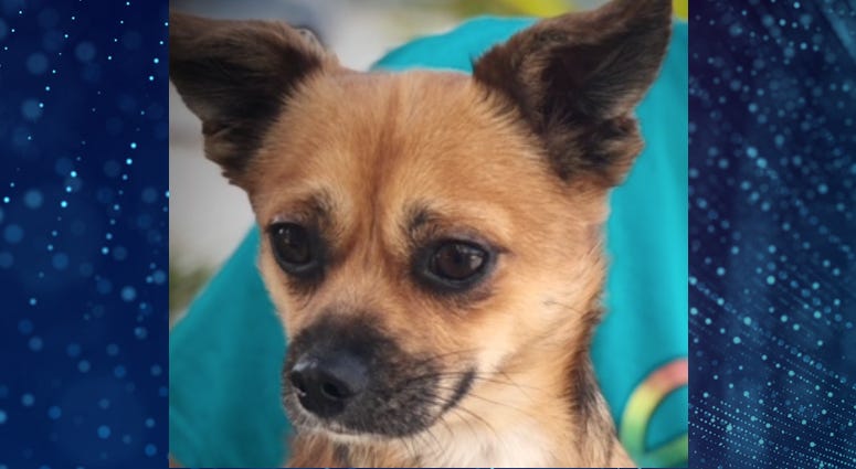 Pet Of The Week Michael Pet Of The Week Michael