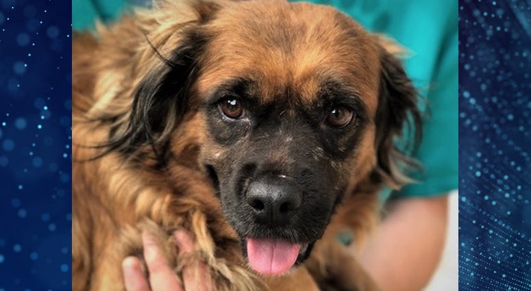 Pet Of The Week Morena Pet Of The Week Morena