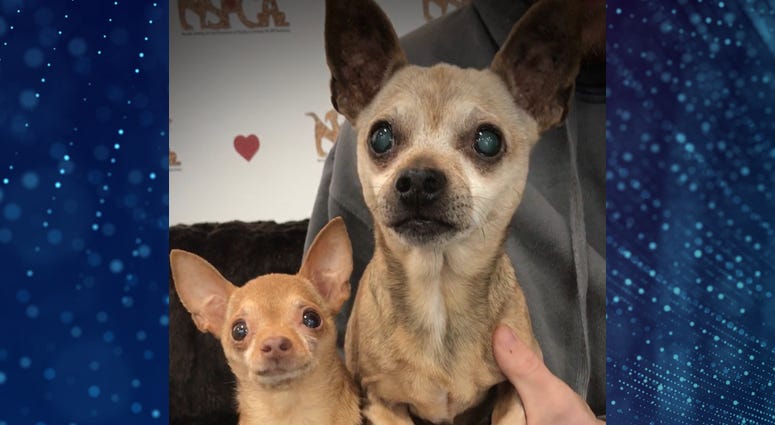 Pet Of The Week Mouse & Munchkin Pet Of The Week Mouse & Munchkin