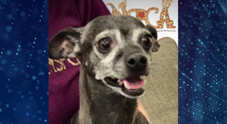 Pet Of The Week Pinto Pet Of The Week Pinto