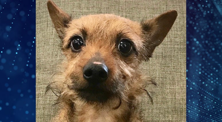 Pet Of The Week Ricky Pet Of The Week Ricky