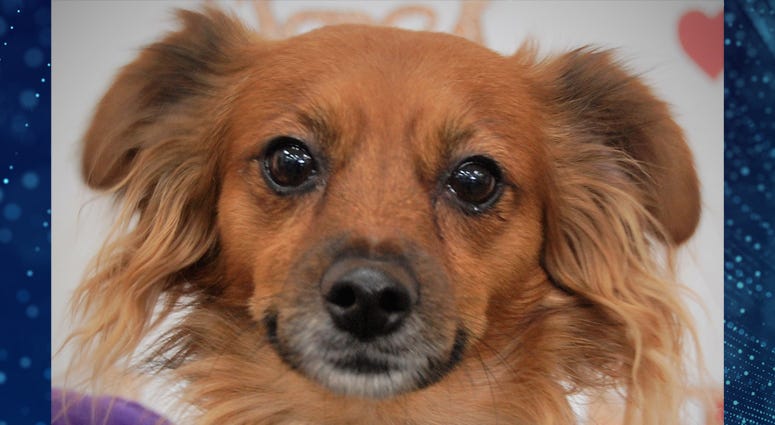Pet Of The Week Scout Pet Of The Week Scout