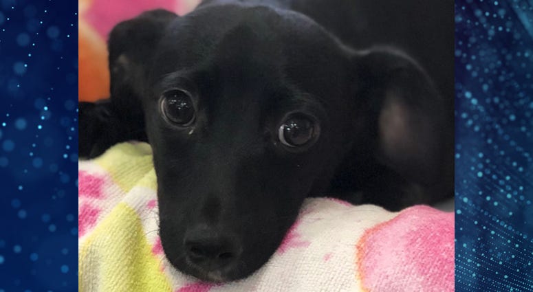 Pet Of The Week Sterling Pet Of The Week Sterling
