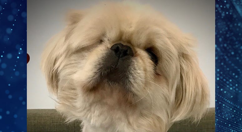 Pet Of The Week Walter Pet Of The Week Walter
