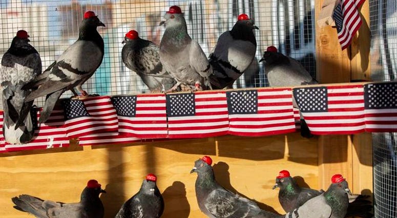 Pigeons wearing MAGA hats