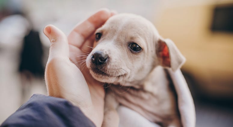 A puppy finds its forever home