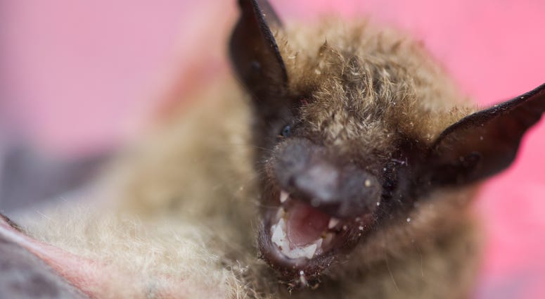 An angry bat