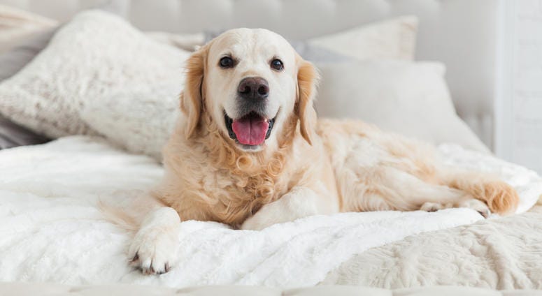 Golden retriever puppy dog in luxurious bright colors classic eclectic style bedroom with king-size bed and bedside table