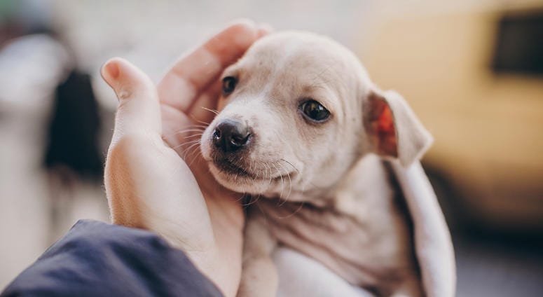 A puppy finds its forever home