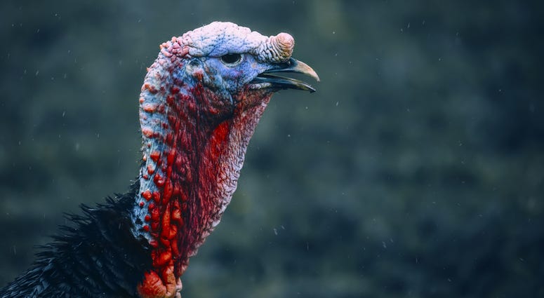 wild turkey wild turkey