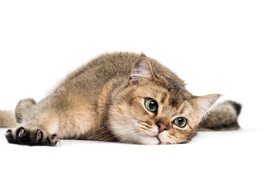 bad cat