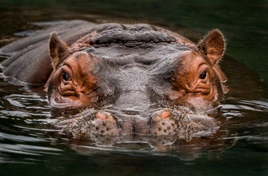 hippo