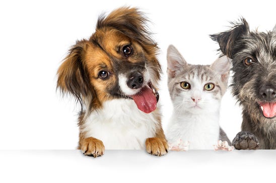 pets