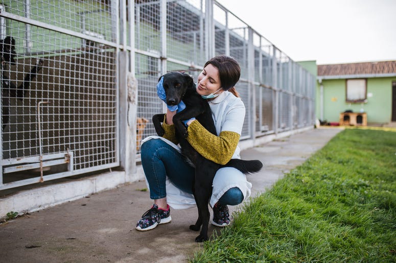 pet adoption