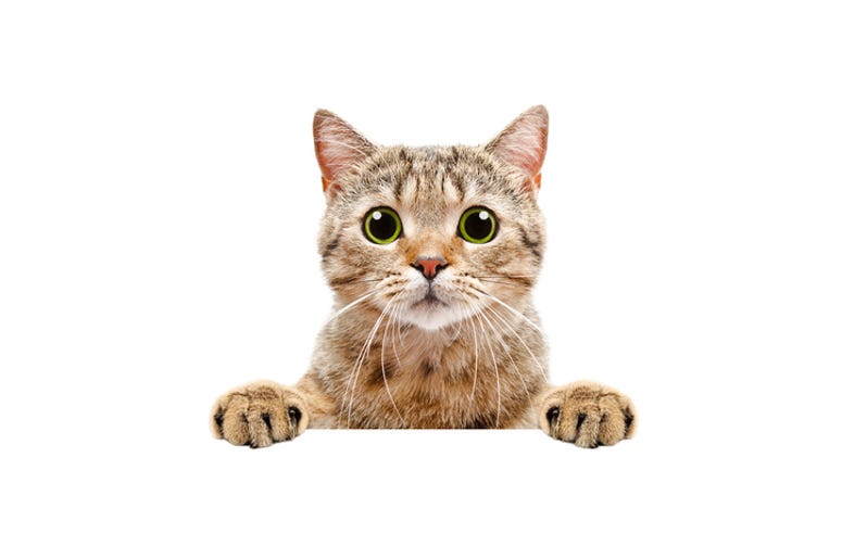 cat