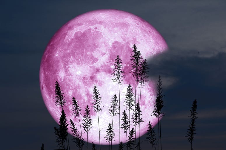 strawberry moon