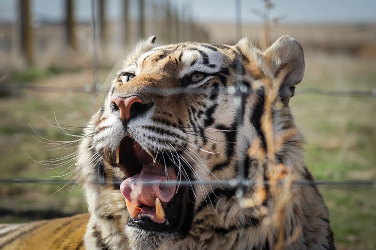 Tiger King