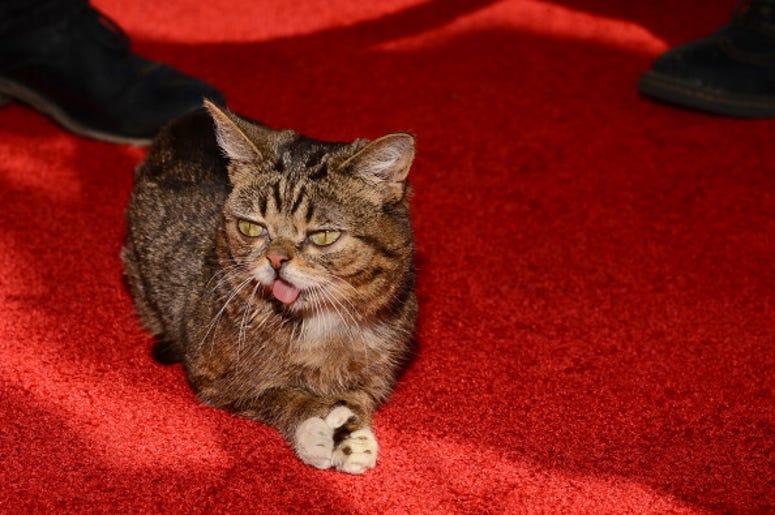 Lil Bub