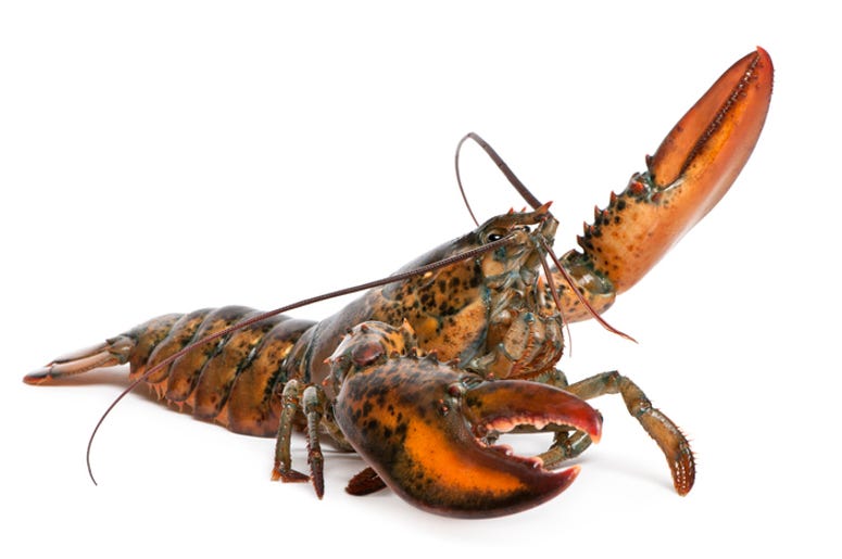orange lobster