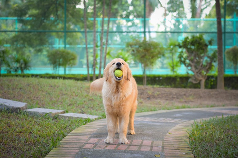 Golden Retriever