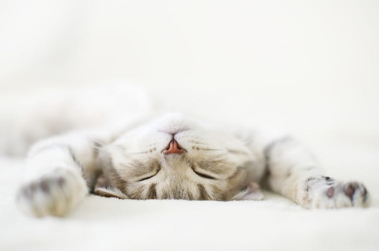 Cat Cat