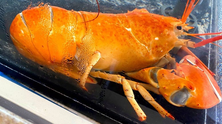 orange lobster