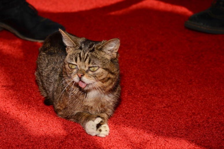 Lil Bub