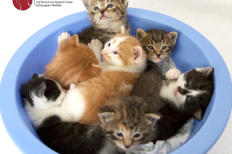 Animal House Cat Rescue and Adoption Center Animal House Cat Rescue and Adoption Center