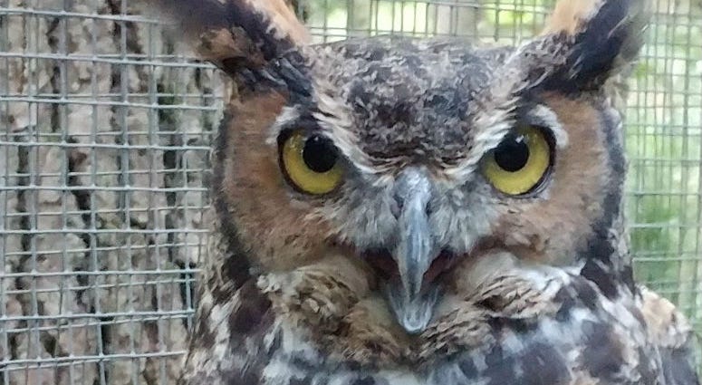 A Great horned owl. A Great horned owl.