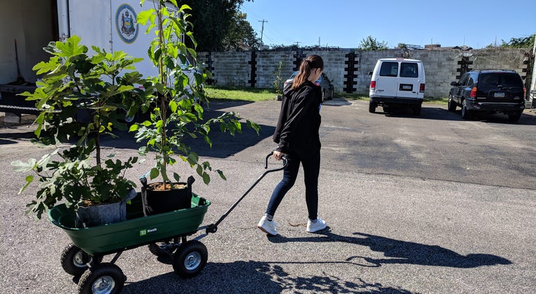 In an effort to increase the tree canopy in Philadelphia neighborhoods, TreePhilly is giving away trees at nearly two dozen giveaway events across the city this fall. TreePhilly