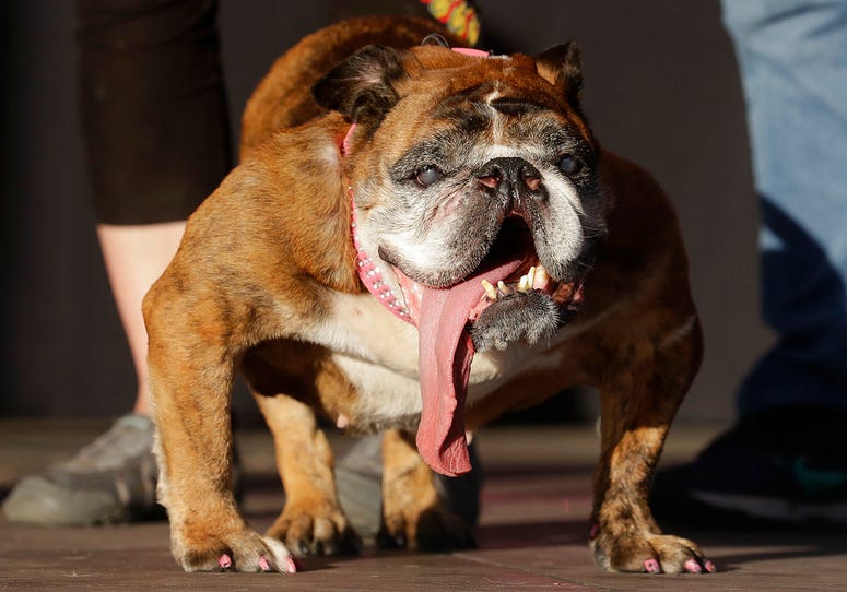 Zsa Zsa, an English Bulldog owned by Megan Brainard, stands onstage after being announced the winner of the World's Ugliest Dog Contest at the Sonoma-Marin Fair. Zsa Zsa, an English Bulldog owned by Megan Brainard, stands onstage after being announced the winner of the World's Ugliest Dog Contest at the Sonoma-Marin Fair.