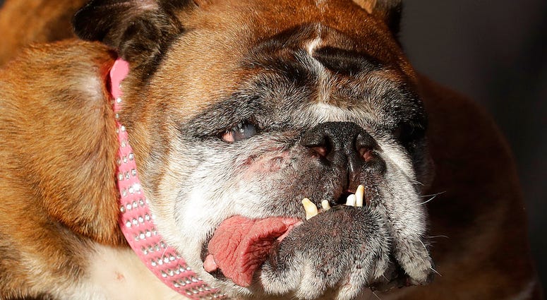 Zsa Zsa, an English Bulldog owned by Megan Brainard, stands onstage after being announced the winner of the World's Ugliest Dog Contest at the Sonoma-Marin Fair. Zsa Zsa, an English Bulldog owned by Megan Brainard, stands onstage after being announced the winner of the World's Ugliest Dog Contest at the Sonoma-Marin Fair.